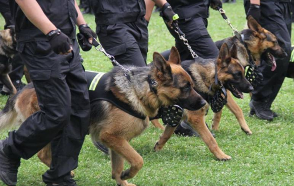 珠海保安高端隨身警犬護衛